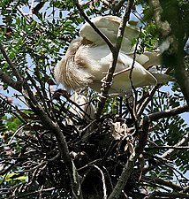 Nest