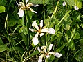 Iris foetidissima (rhipidium)