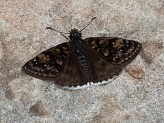 Erynnis juvenalis