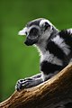 El lémur de cola anillada o catta (Lemur catta) es un gran prosimio, un lémur perteneciente al orden de los Primates y a la familia Lemuridae. El lémur de cola anillada es la única especie dentro del monotípico género Lemur y, al igual que otros lémures, se encuentra únicamente en la isla de Madagascar, principalmente al sur. Por Richard Bartz