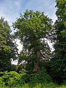 Kirchenlinde bei Limbach