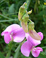 Everlasting Pea (Lathyrus latifolius)