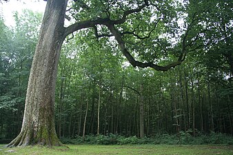 Le gros chêne, arbre bornier d'environ 480 ans.