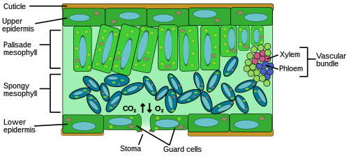 الوعائي الأوراق الناقل اللحاء لأجزاء النسيج من phloem النبات للغذاء هو اللحاء Phloem
