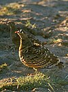 Lichtenstein's sandgrouse cropped.jpg