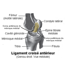 Ligament croisé antérieur.png