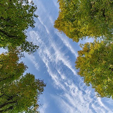 Galhos de tília e céu com nuvens na aldeia de Planina, Postojna, Eslovênia (definição 3 670 × 3 648)