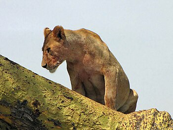 English: Female Lion (Panthera leo), resting i...