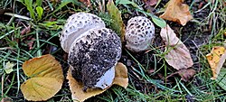 Loor-kärbseseen Amanita strobiliformis