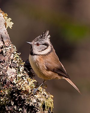 Το είδος Lophophanes cristatus στη Σκωτία