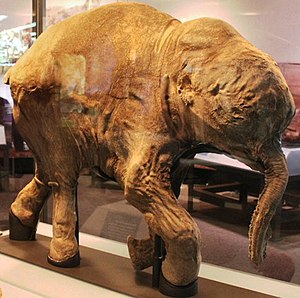 Lyuba, a baby mammoth discovered in 2007 in Si...