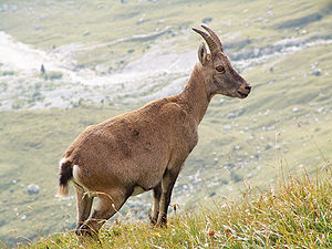 Alpine Ibex, picture taken in the Julian Alps ...