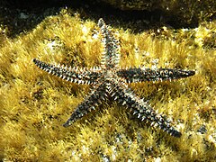 Étoile de mer glaciaire (Marthasterias glacialis)