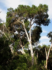 Melaleuca ericifolia 1900.jpg