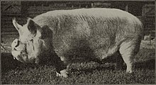 old photograph of a pig with short and upturned snout