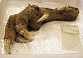 Preserved Megalapteryx foot, Natural History Museum[14]