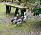 Mulards, hybrids between a domestic Muscovy duck and a wild-type mallard