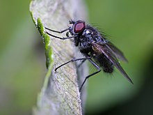 mouche posée sur une feuille