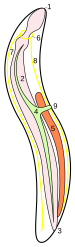 Nematoda-Anatomy.svg