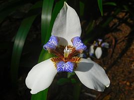 Une fleur de Neomarica, iridacée surnommée « iris marcheur » pour sa capacité à se marcotter naturellement. (définition réelle 4 608 × 3 456)