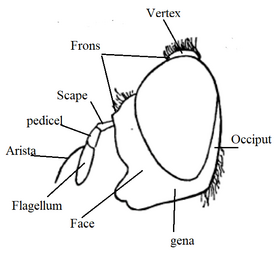 Orthonevra sp. head diagram