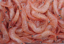 Commercial chitosan is derived from the shells of shrimp and other sea crustaceans