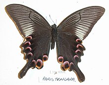 Papilio paris tamilana un.jpg