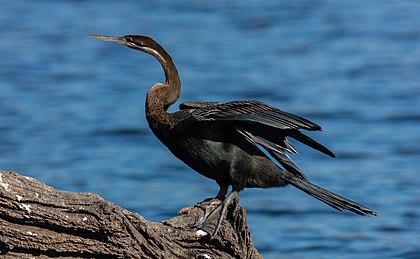 Exemplar de mergulhão-serpente (Anhinga rufa) à procura de peixes no rio Cuando, parque nacional de Chobe, Botsuana (definição 6 744 × 4 160)