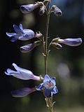 Flowers of Penstemon inflatus