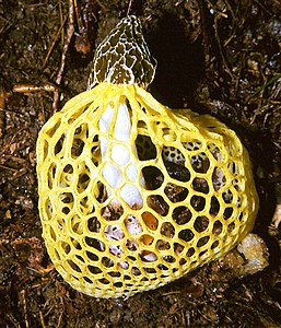 a typo differt couleur jaune d'œuf de l'indusie, exoperidium et mycelium violaçant au contact de l'air