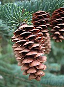 Picea glauca Swierk bialy 2011-09-11 03.jpg