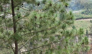Pinus merkusii, die Raupennahrungspflanze auf Sumatra