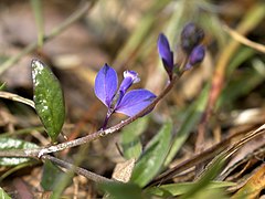 Description de l'image Polygala serpyllifolia.jpg.