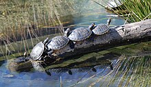 four painted turtles lined up head to tail on a log protruding out of a pond