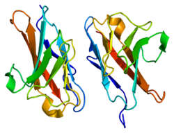 Протеин CEACAM1 PDB 2gk2.png