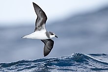 small seabird with white belly, blackish-grey wings, and grey head in flight over water