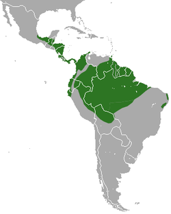 Distribución de C. didactyla