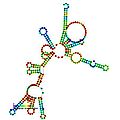 Predicted secondary structure and sequence conservation of RNaseP_bact_a