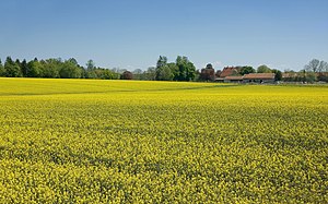 Rapeseed (Brassica napus), also known as rape,...