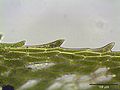 edge of the leaf, magnified ~250 times Photo by Kristian Peters