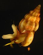 Coquille et animal vus de côté.