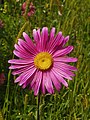 Aster, in Rumänien aufgenommen