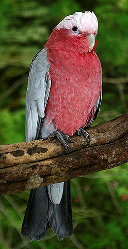 Рожевий какаду (Eolophus roseicapillus)