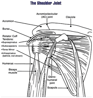 The human shoulder joint