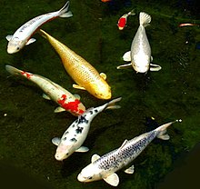 japanese koi fish