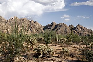 Sonora Desert, Mexico
