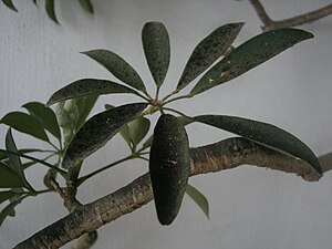 English: Schefflera arboricola leaves with Soo...