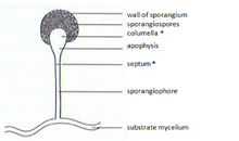 Sporangium. Sporangium..png