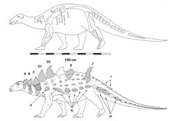 Struthiosaurus austriacus.jpg