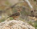 Sykes's lark